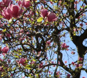 magnolie-1